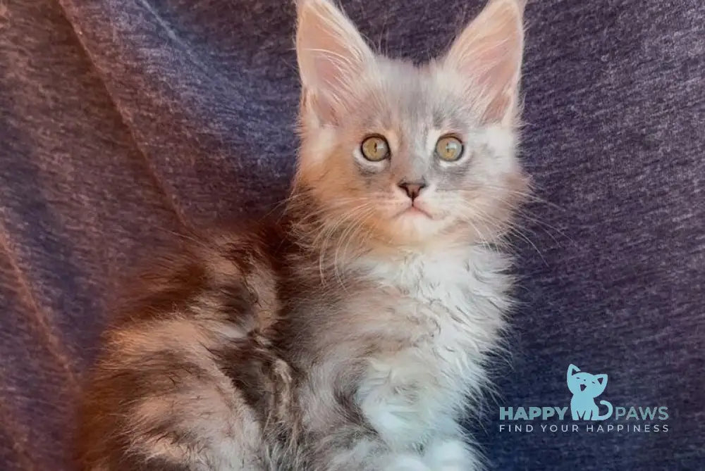 Simon Maine Coon male black silver tabby live animals
