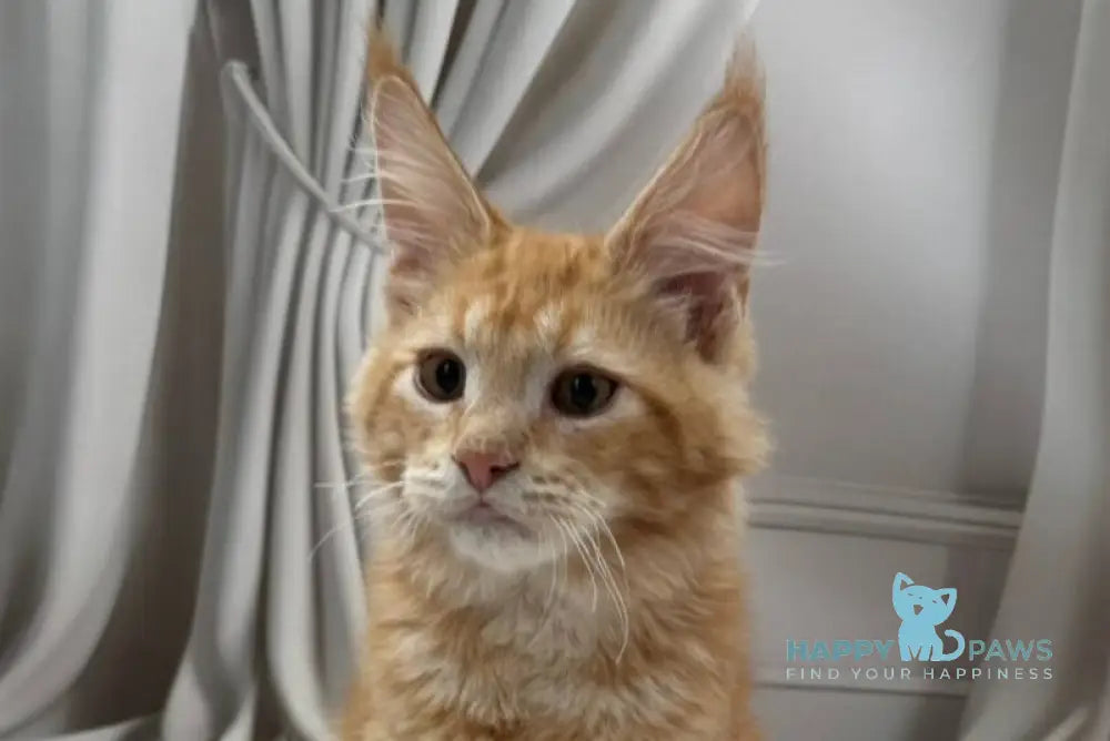 Simon Maine Coon male red live animals