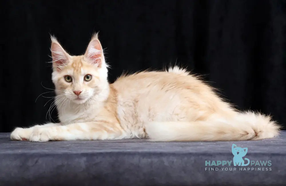 Simon Maine Coon male red silver tabby live animals