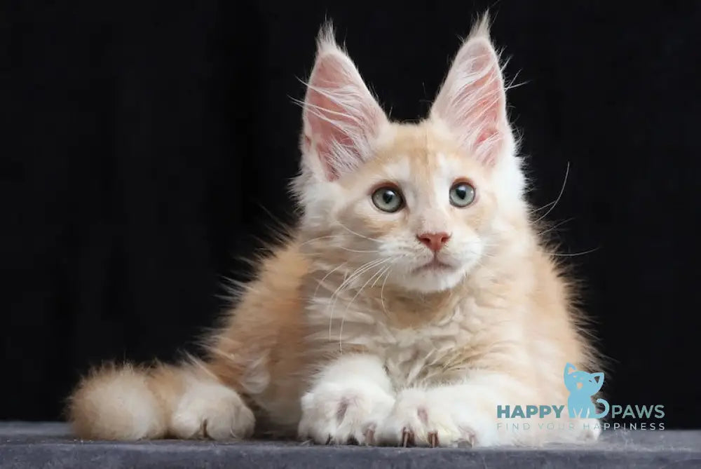 Simon Maine Coon male red silver tabby live animals