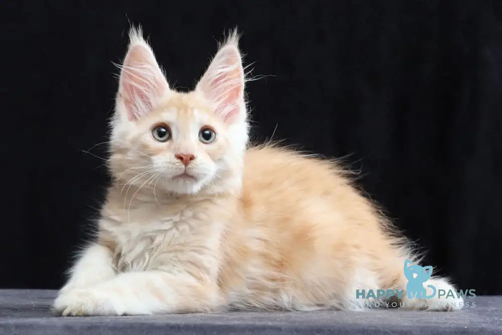 Simon Maine Coon male red silver tabby live animals