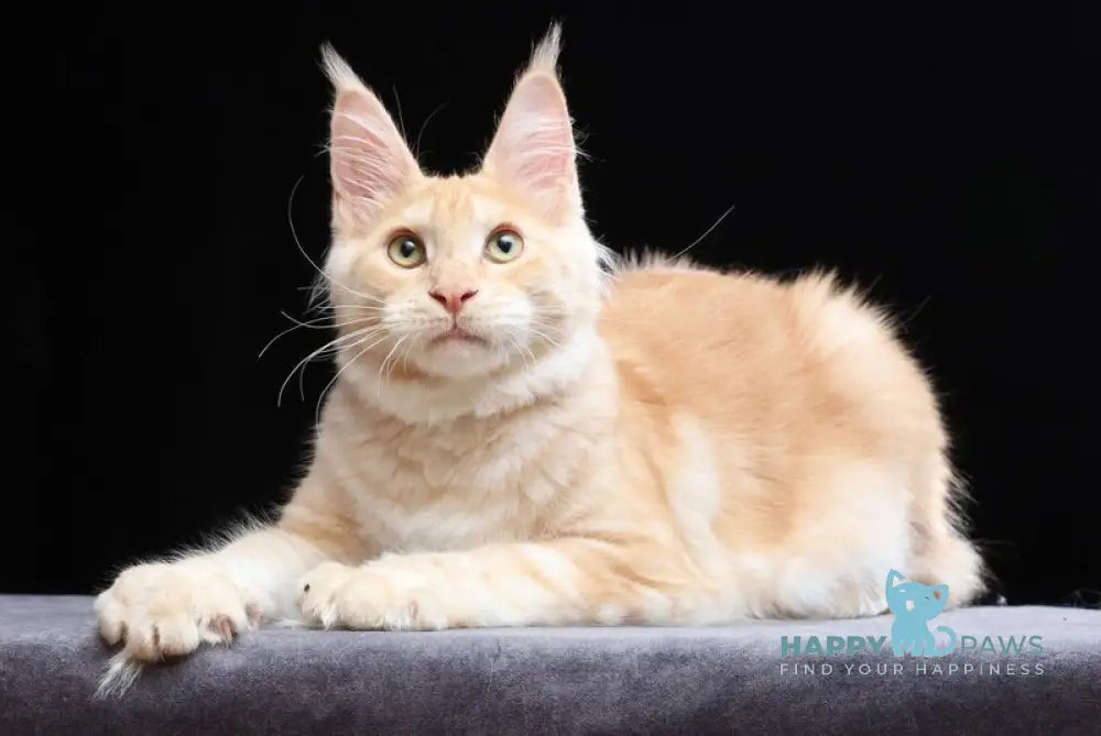 Simon Maine Coon male red silver tabby live animals