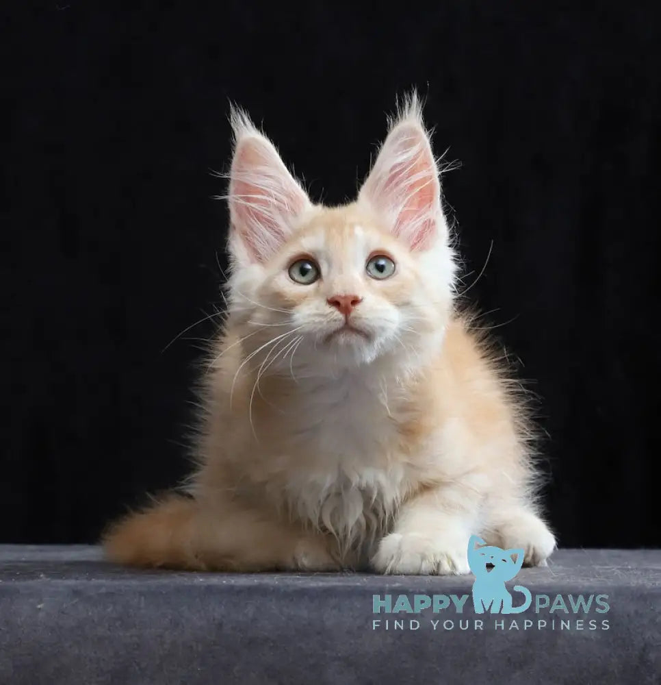 Simon Maine Coon male red silver tabby live animals