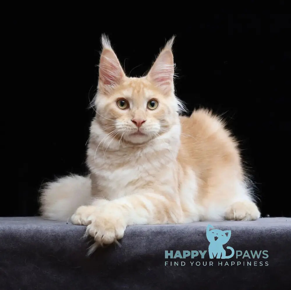 Simon Maine Coon male red silver tabby live animals