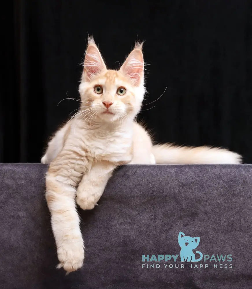 Simon Maine Coon male red silver tabby live animals