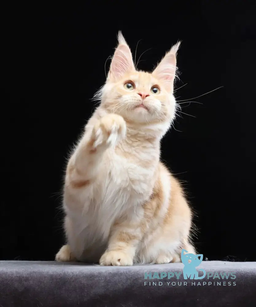 Simon Maine Coon male red silver tabby live animals