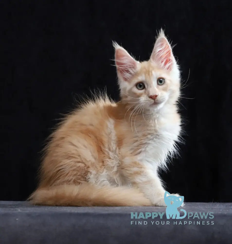 Simon Maine Coon male red silver tabby live animals