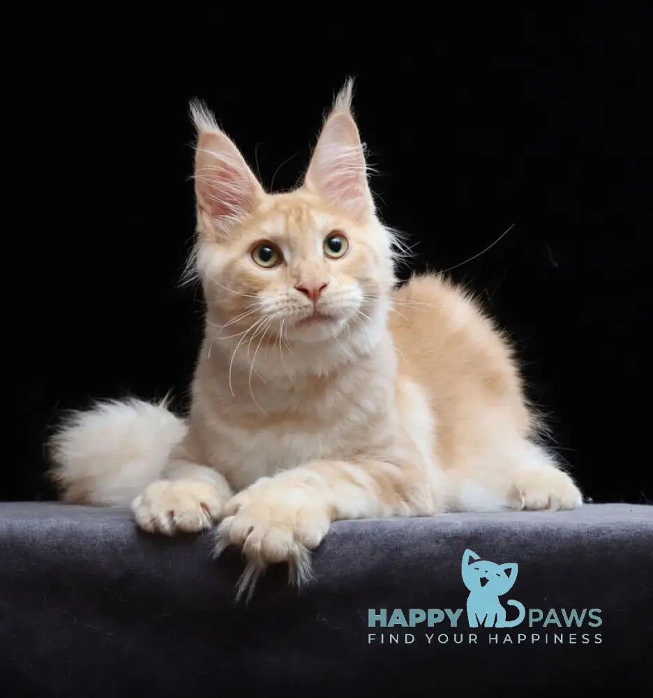 Simon Maine Coon male red silver tabby live animals