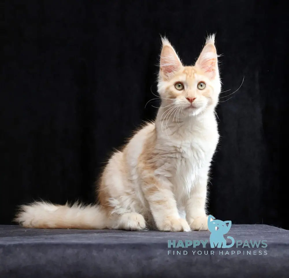 Simon Maine Coon male red silver tabby live animals