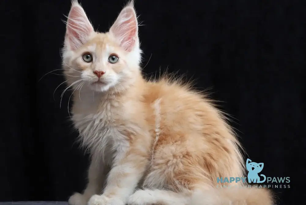 Simon Maine Coon male red silver tabby live animals
