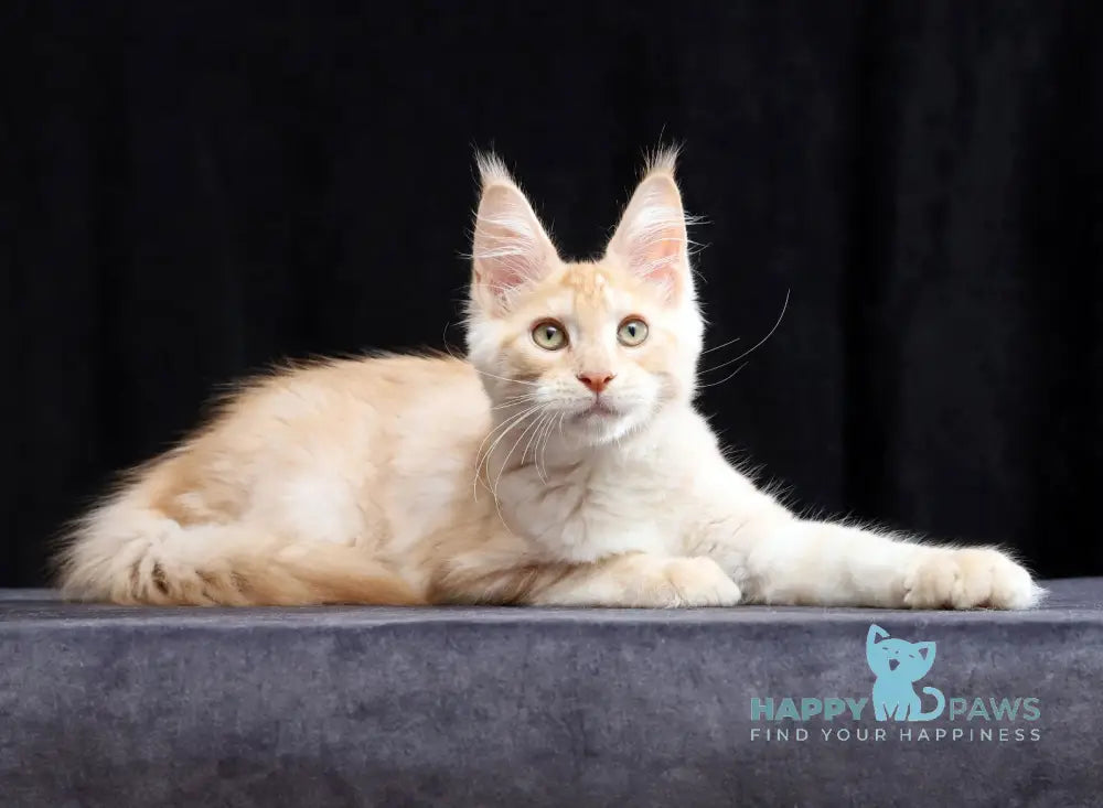 Simon Maine Coon male red silver tabby live animals