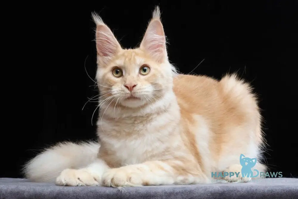 Simon Maine Coon male red silver tabby live animals