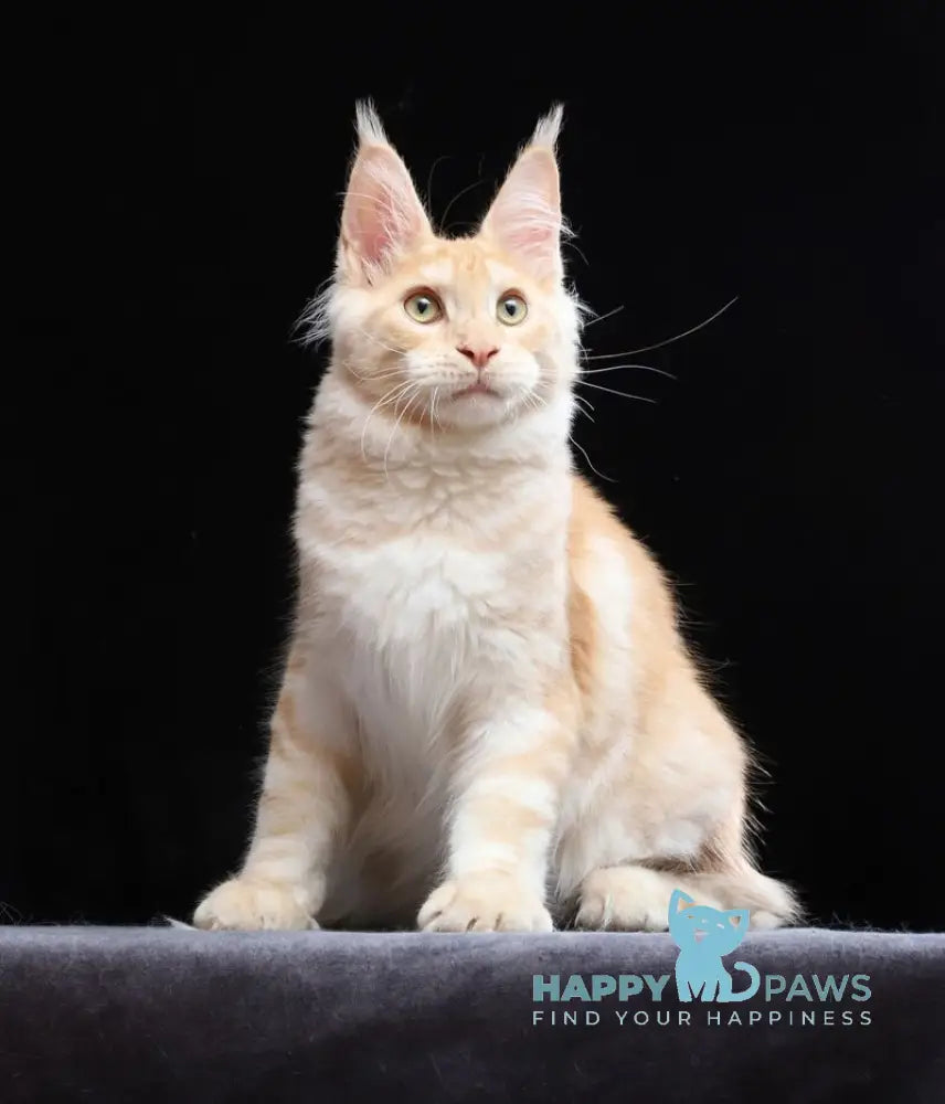 Simon Maine Coon male red silver tabby live animals