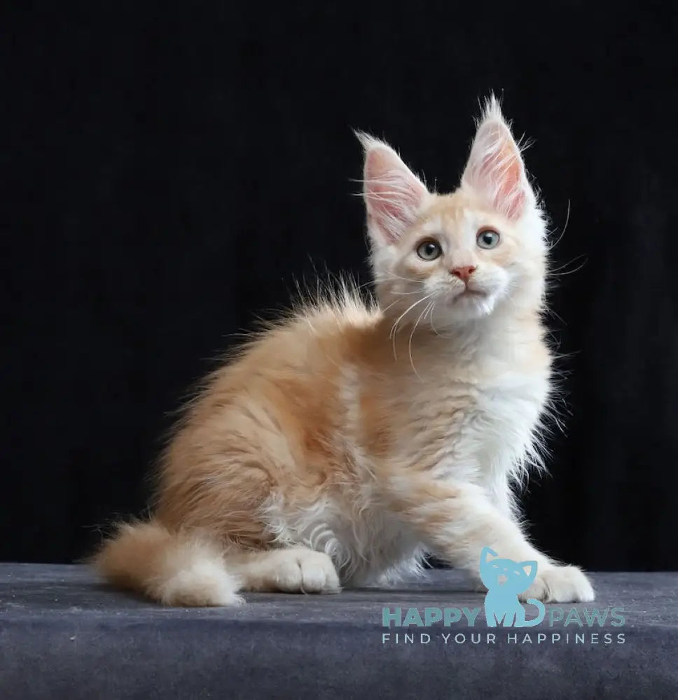 Simon Maine Coon male red silver tabby live animals
