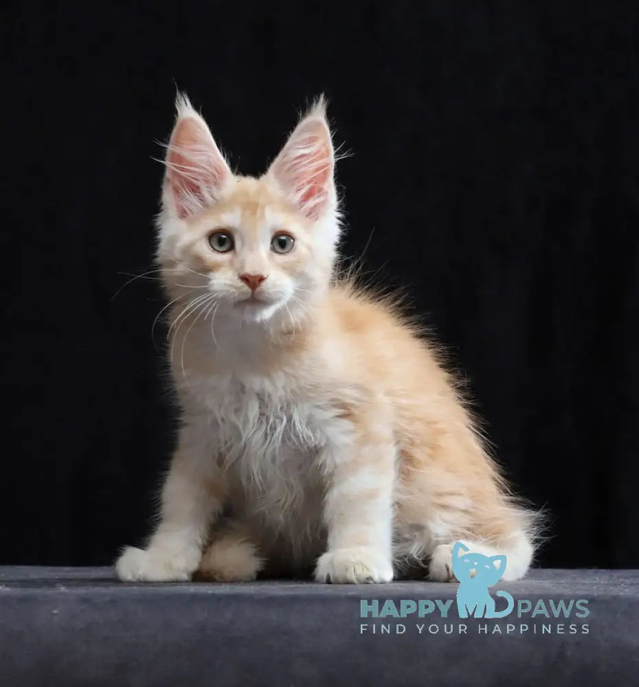 Simon Maine Coon male red silver tabby live animals