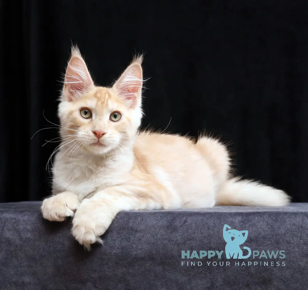 Simon Maine Coon male red silver tabby live animals