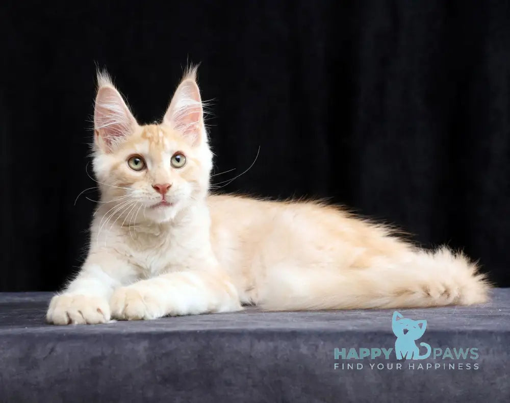 Simon Maine Coon male red silver tabby live animals
