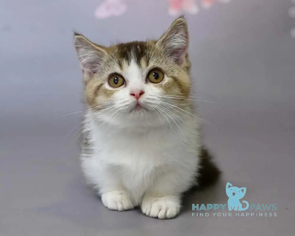 Simon Minuet Shorthair male chocolate ticked tabby bicolour live animals