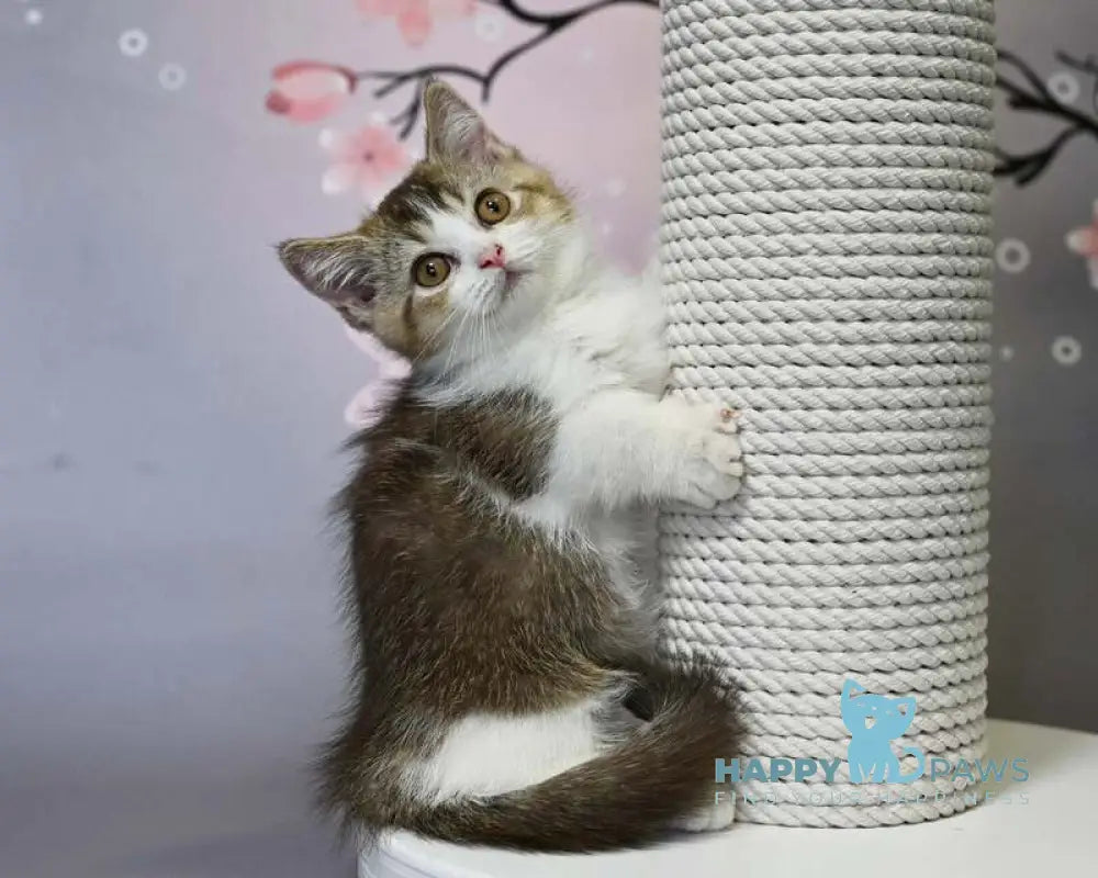 Simon Minuet Shorthair male chocolate ticked tabby bicolour live animals