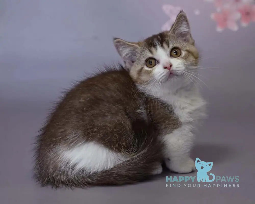 Simon Minuet Shorthair male chocolate ticked tabby bicolour live animals