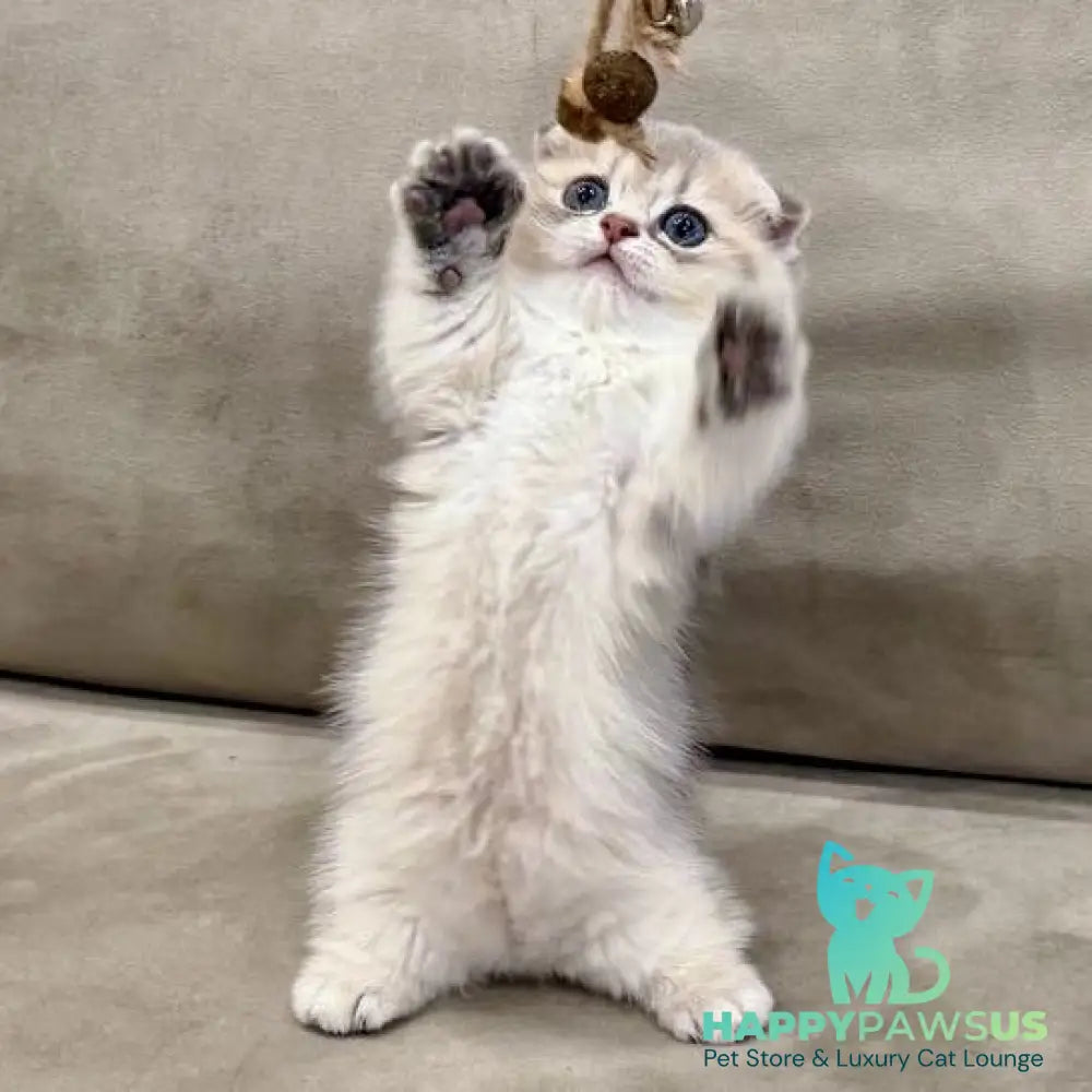Simon Munchkin male blue golden shaded - live animals