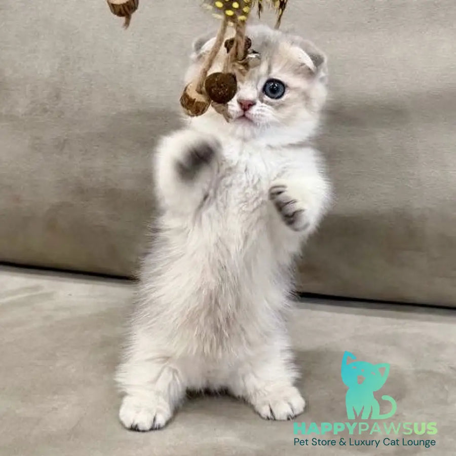 Simon Munchkin male blue golden shaded - live animals