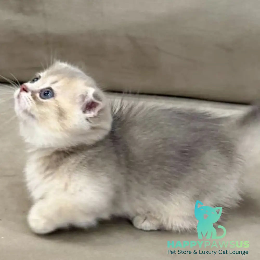 Simon Munchkin male blue golden shaded - live animals