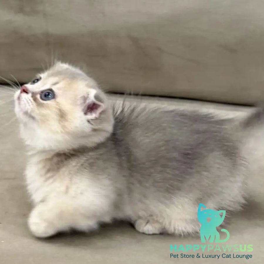 Simon Munchkin male blue golden shaded - live animals