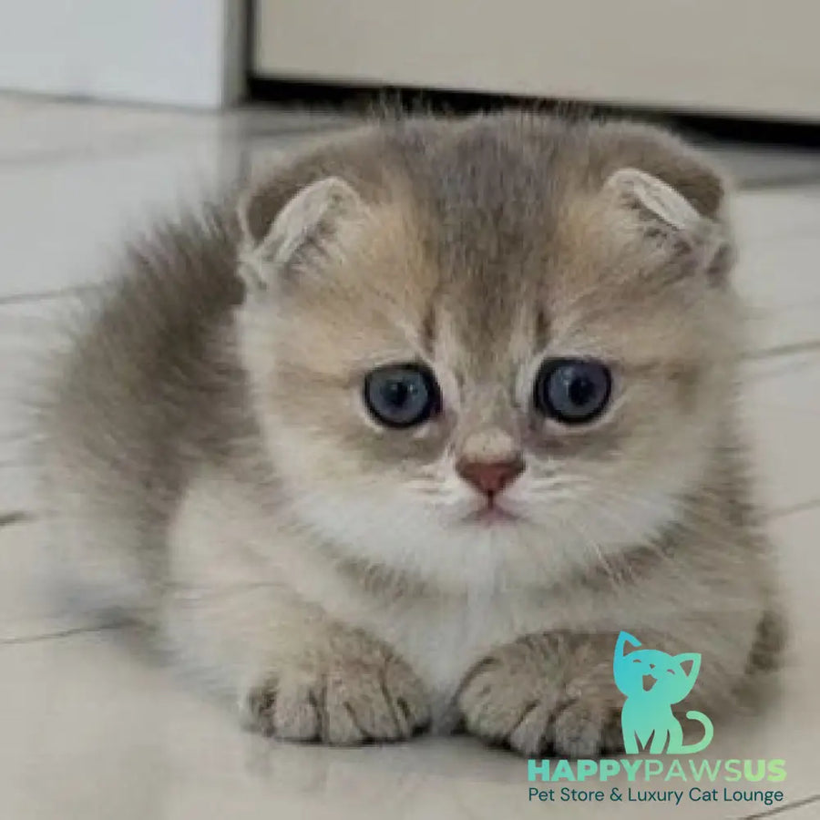 Simon Munchkin male blue golden shaded - live animals