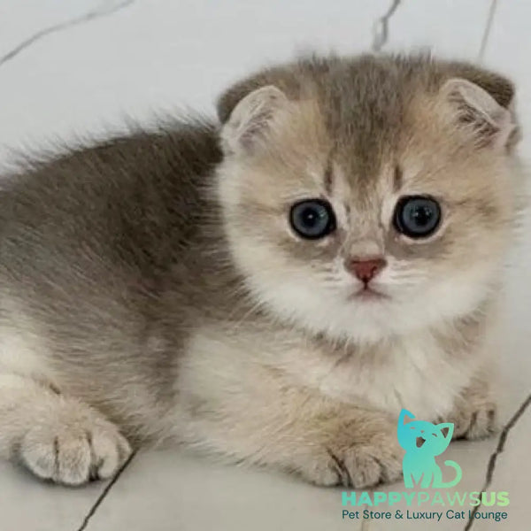 Simon Munchkin male blue golden shaded - live animals