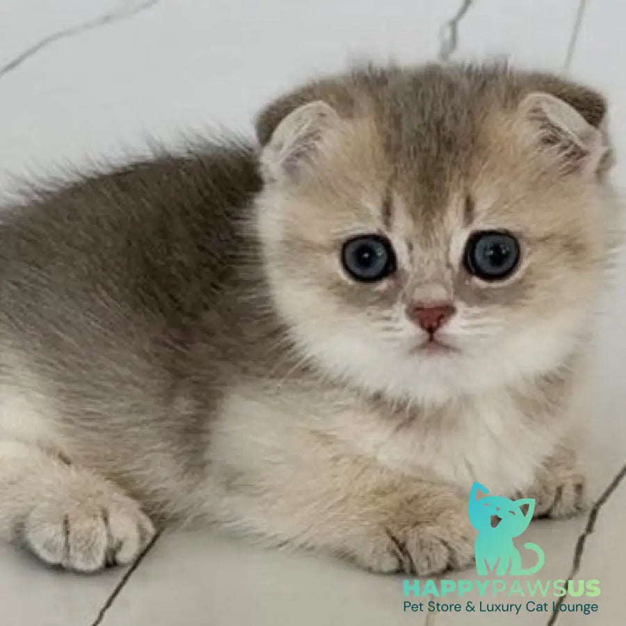 Simon Munchkin male blue golden shaded - live animals
