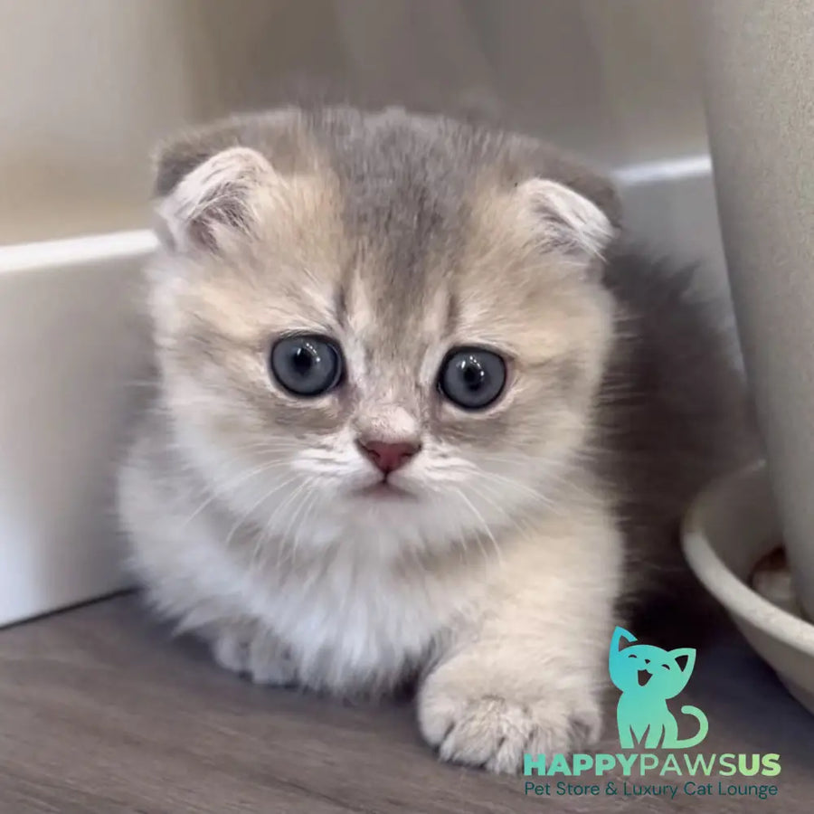 Simon Munchkin male blue golden shaded - live animals