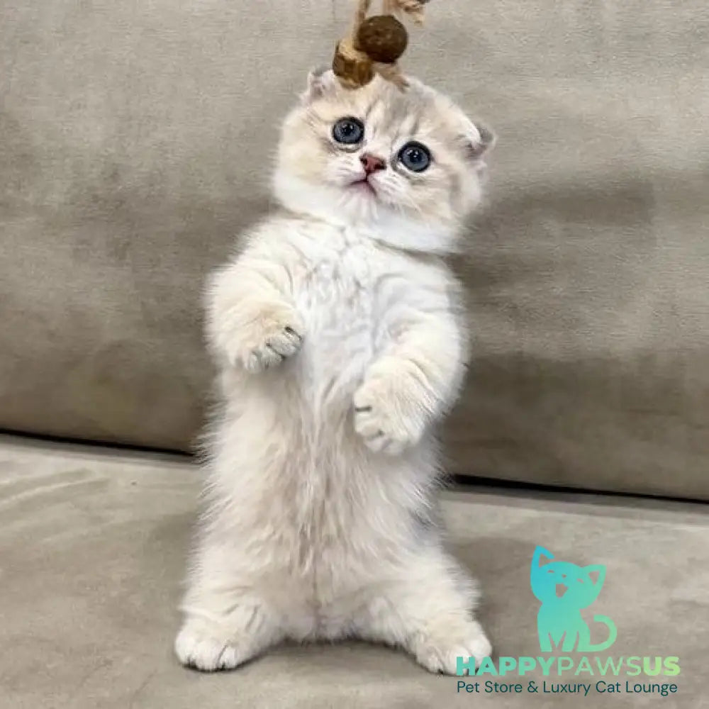 Simon Munchkin male blue golden shaded - live animals