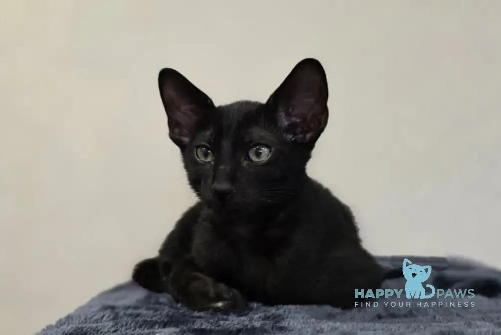 Simon Oriental Shorthair male black live animals