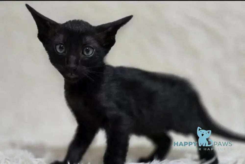 Simon Oriental Shorthair male black live animals