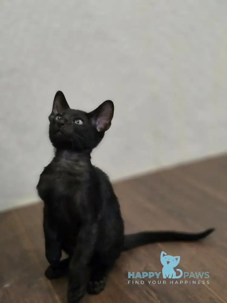 Simon Oriental Shorthair male black live animals