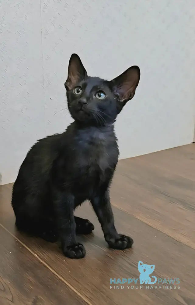 Simon Oriental Shorthair male black live animals