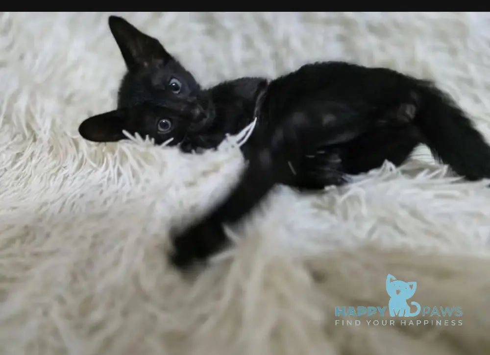 Simon Oriental Shorthair male black live animals