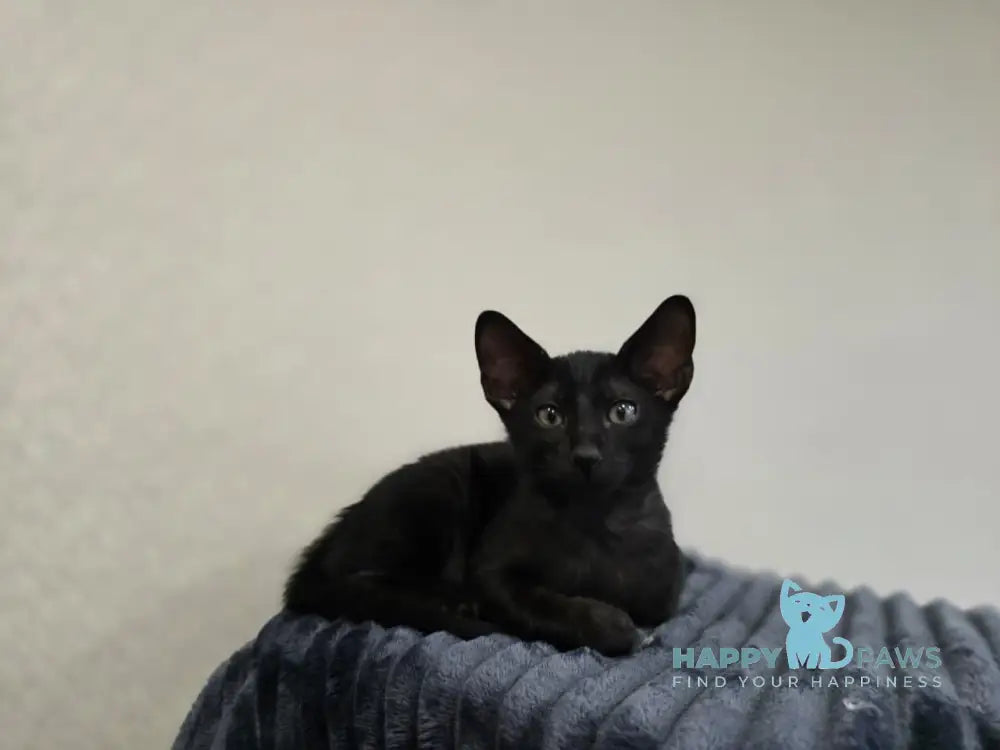 Simon Oriental Shorthair male black live animals