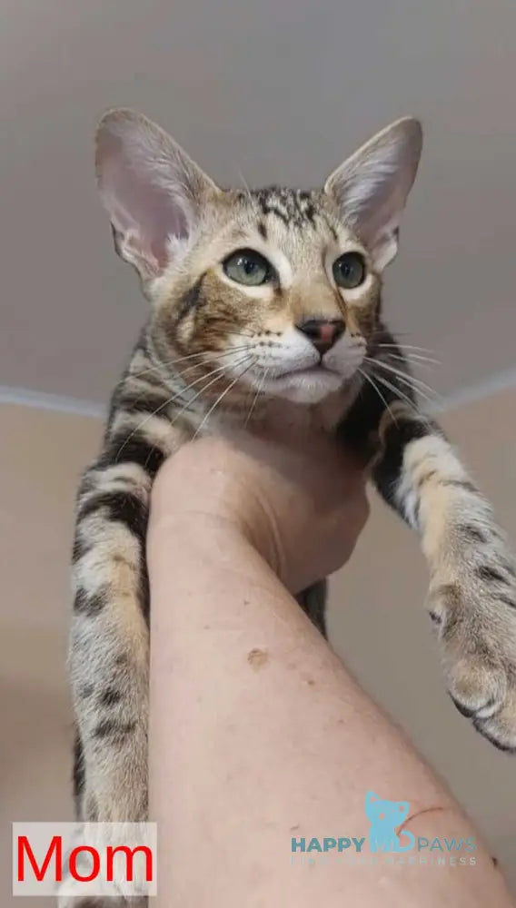 Simon Oriental Shorthair male black live animals