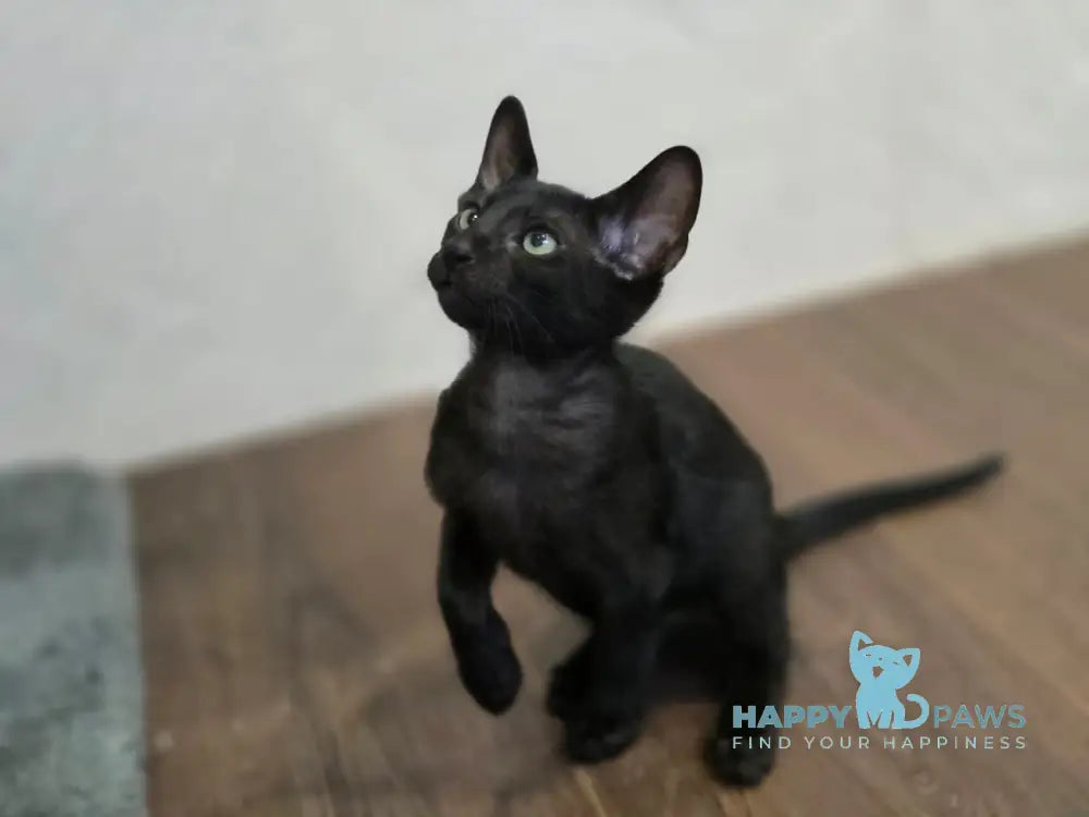 Simon Oriental Shorthair male black live animals