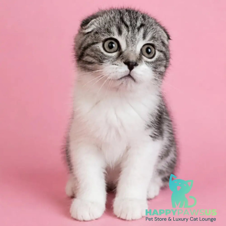 Simon Scottish Fold male black silver tabby bicolour - live animals