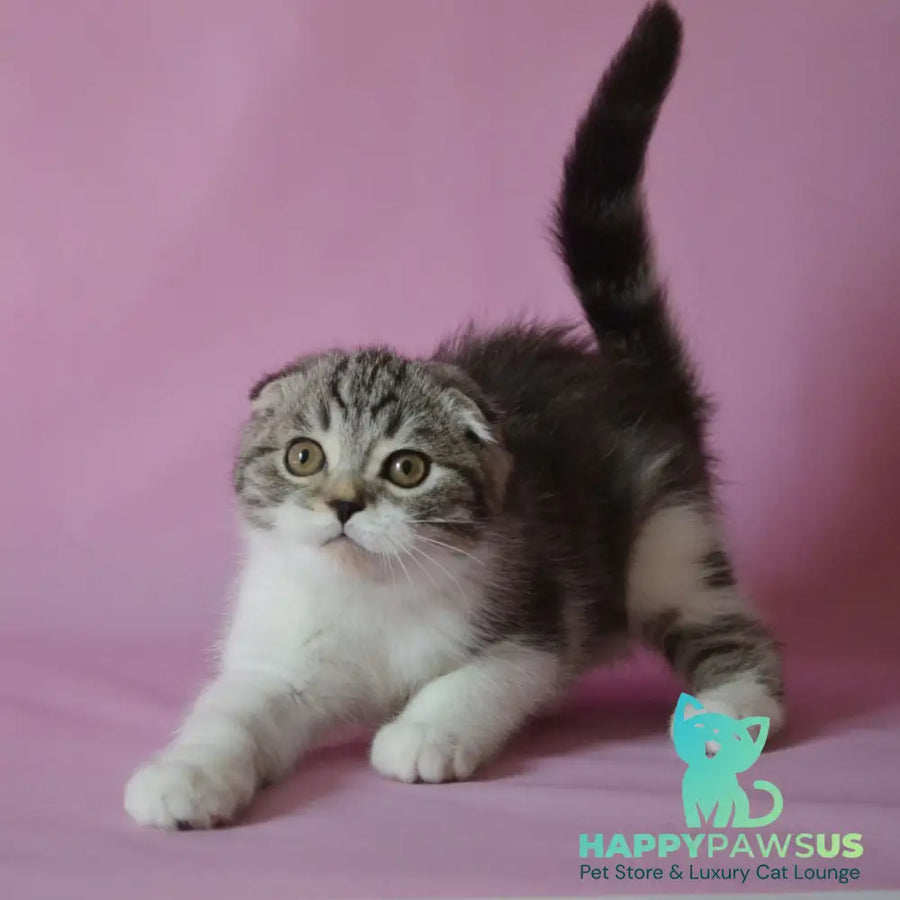 Simon Scottish Fold male black silver tabby bicolour - live animals