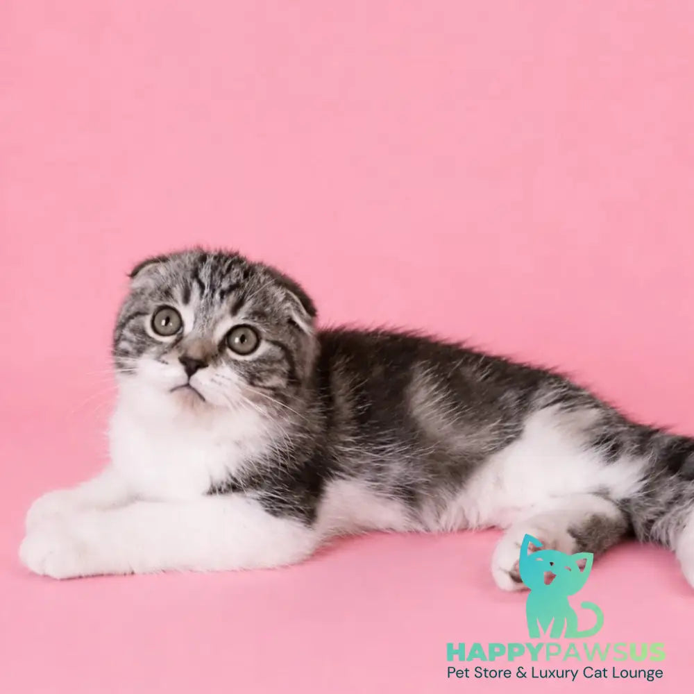 Simon Scottish Fold male black silver tabby bicolour - live animals