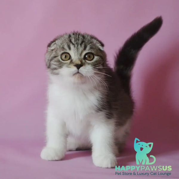 Simon Scottish Fold male black silver tabby bicolour - live animals
