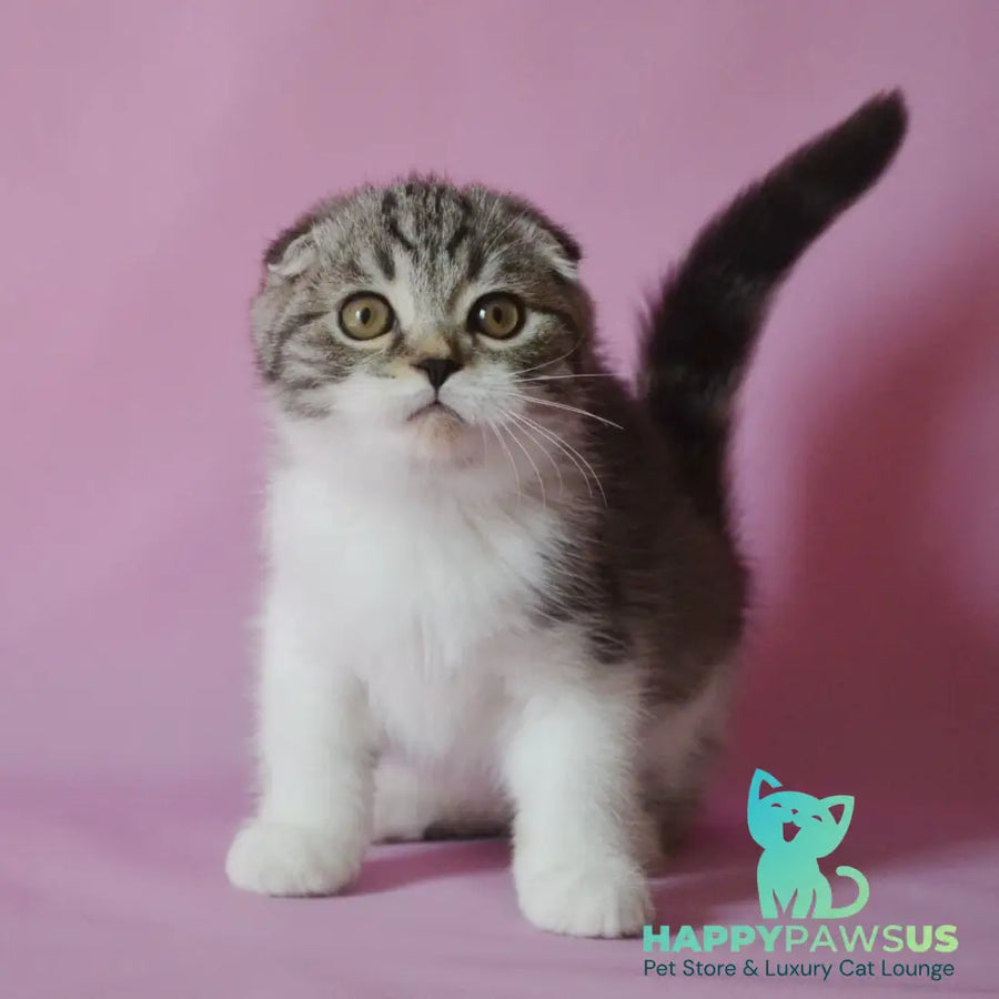 Simon Scottish Fold male black silver tabby bicolour - live animals