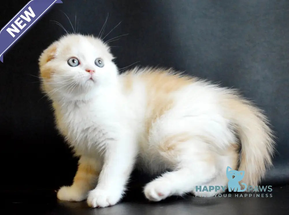 Simon Scottish Fold male cream tabby bicolour live animals