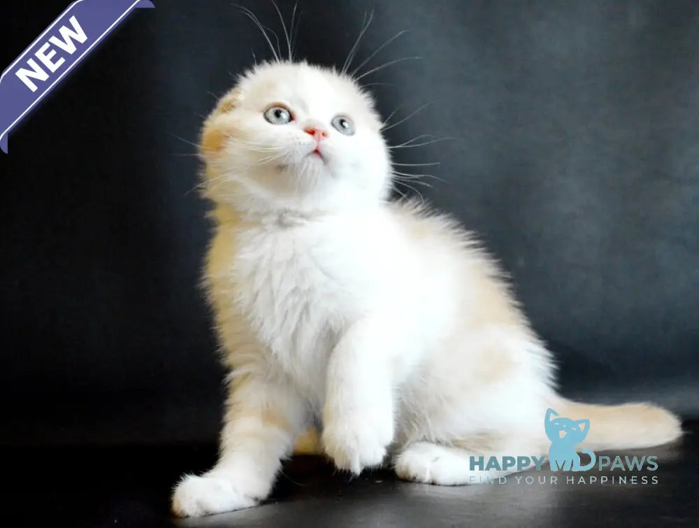 Simon Scottish Fold male cream tabby bicolour live animals