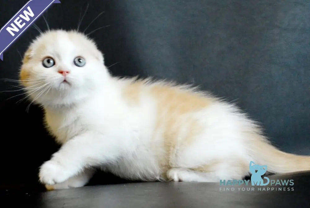 Simon Scottish Fold male cream tabby bicolour live animals