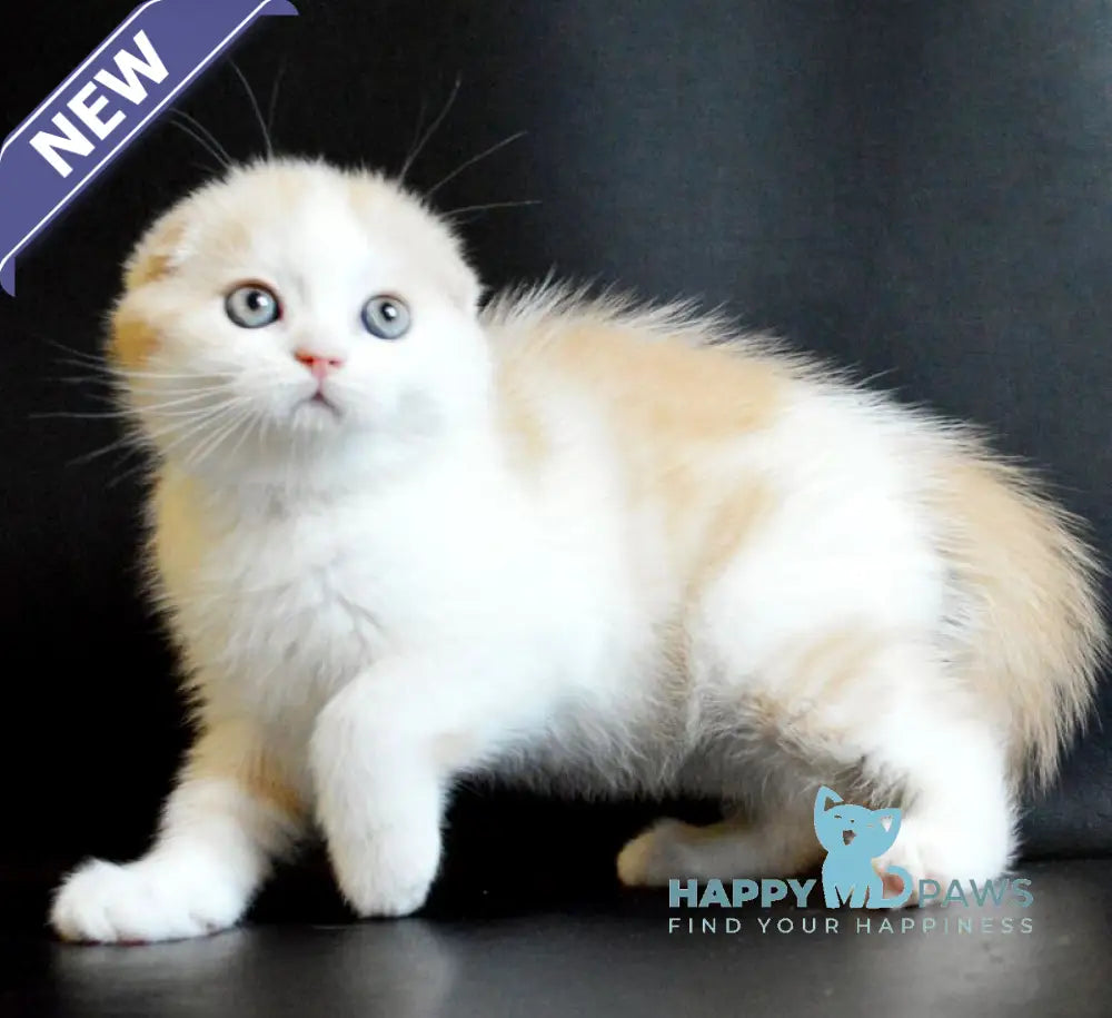 Simon Scottish Fold male cream tabby bicolour live animals